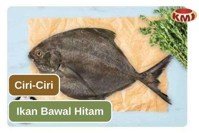 Inilah Ciri Ikan Bawal Hitam yang Perlu Kamu Tahu